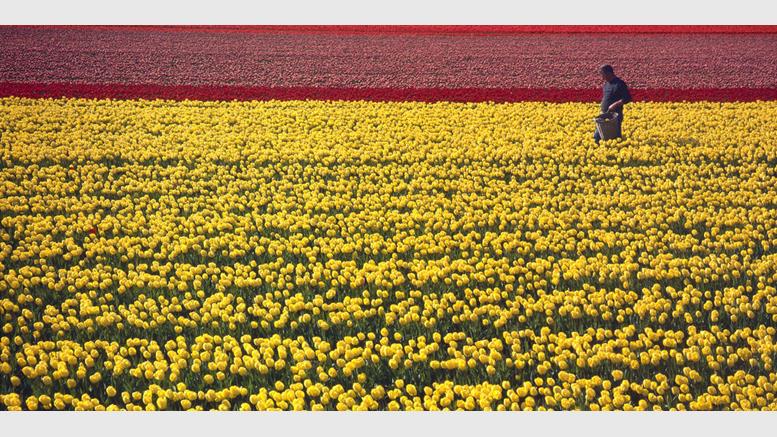Forget Tulip Mania, the Netherlands is Leading Bitcoin Innovation