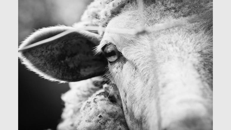 Users Track $100 Million in Stolen Bitcoin After Sheep Marketplace Hack