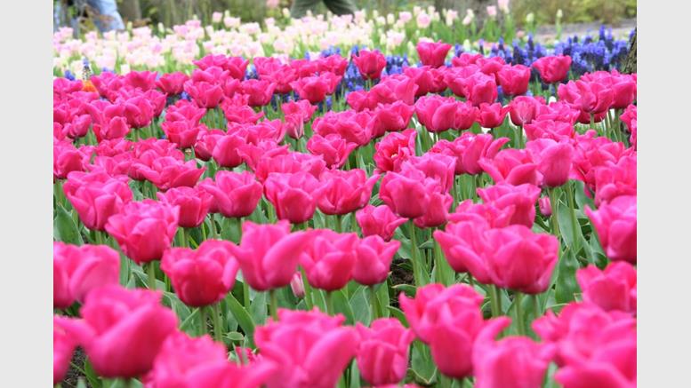 Tulip Mania and Why It Has Nothing To Do With Bitcoin