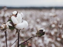 Commonwealth Bank, Wells Fargo Test Blockchain for Cotton Trade