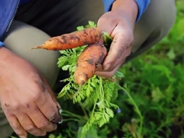 Bitcoin is Helping Argentinian Organic Farmers