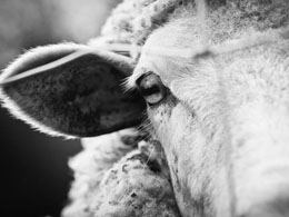Users Track $100 Million in Stolen Bitcoin After Sheep Marketplace Hack