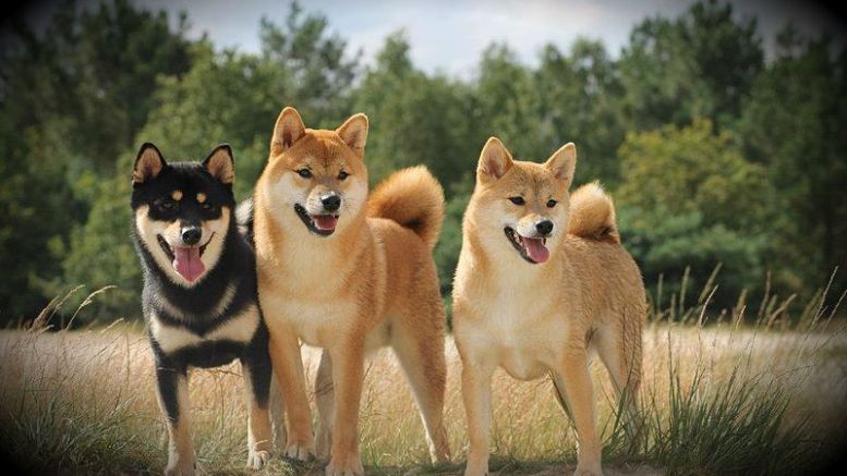 This Week In Dogecoin: Moolah, Dogecoin 1.6, and Industry Voices
