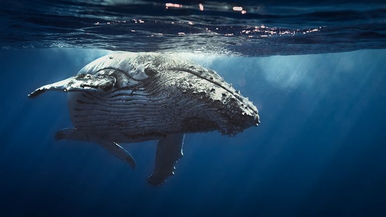 On High Seas of Bitcoin Trading, Whales Still Make Waves