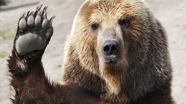 Bumpy Ride: Bears Expected as Bitcoin Price Advances Long-Term