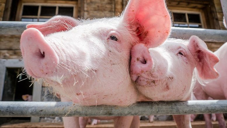 Walmart Blockchain Pilot Aims to Make China's Massive Pork Market Safer