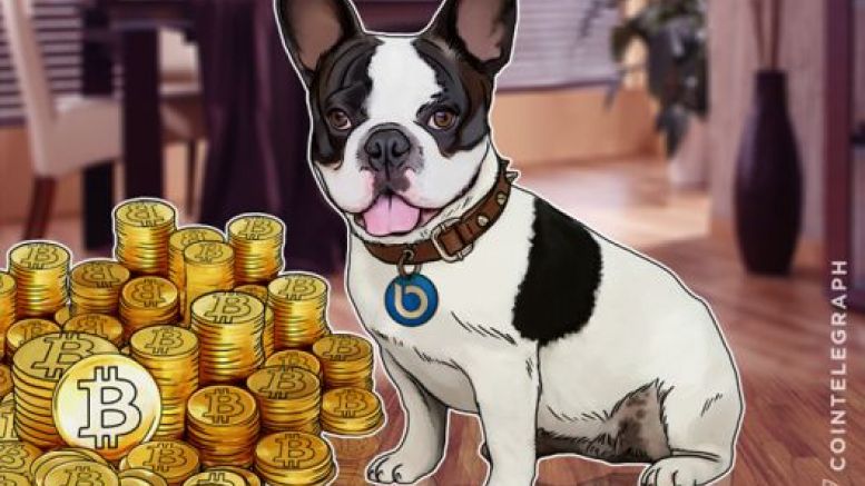 Apple Has Siri, Now Bitcoin Has Lola the French Bulldog