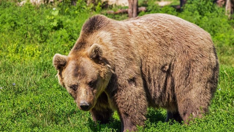 Bitcoin Price Is Moving Back up, but Fear of Bears Still Remains