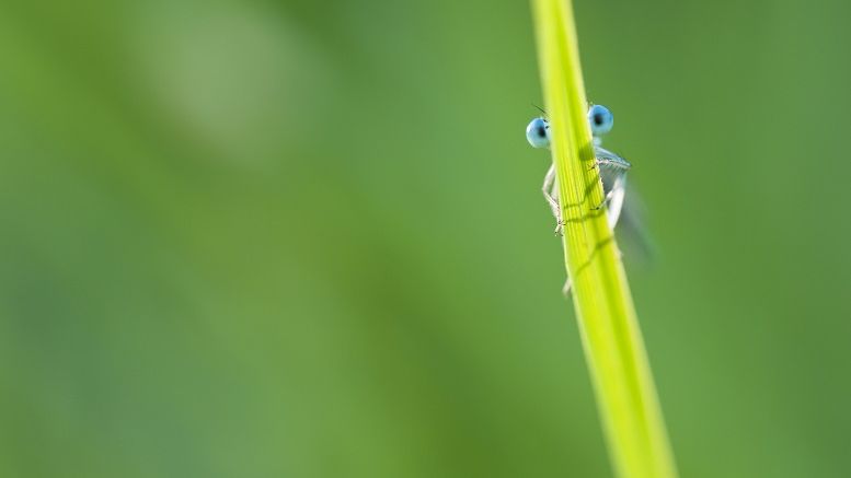 This Dark Market Wants to Pay You Bitcoin to Find Security Bugs