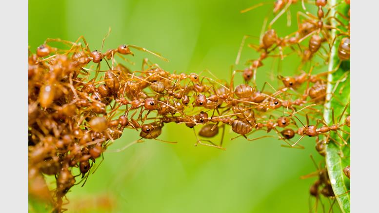 MaidSafe CEO David Irvine Talks Nature, Ants and Decentralization