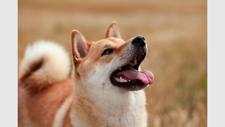 Dogecoin Raises $7k for Indian Olympians, But Hurdles Remain