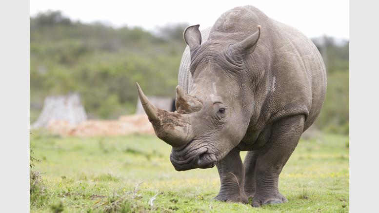 Bitcoin Helps Anti-Poaching Teams in New Charity Campaign