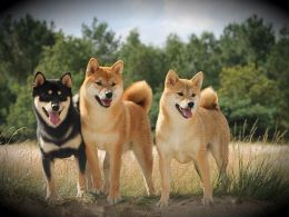 This Week In Dogecoin: Moolah, Dogecoin 1.6, and Industry Voices