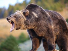 Bitcoin Price Analysis: The Bear Is Back