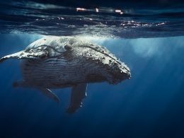 On High Seas of Bitcoin Trading, Whales Still Make Waves