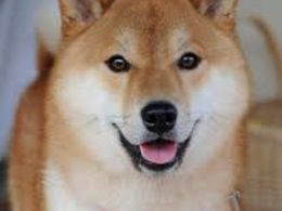 Major Attack Reported on Dogecoin Vault leads to Shutdown