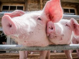 Walmart Blockchain Pilot Aims to Make China's Massive Pork Market Safer